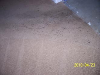 Dirty carpet before cleaning