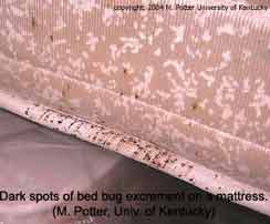 Bed Bugs