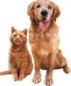 Cat and Dog Pet Stains
