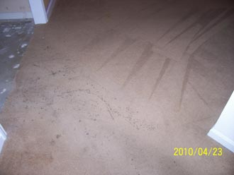 Dirty carpet being cleaned