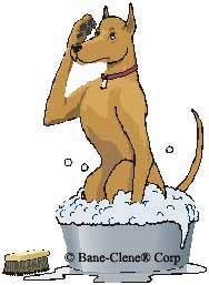 Pet Urine Odor Removal Removing Pet Stains on rugs and carpets