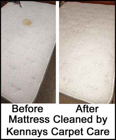 Urine stains on carpet hotsell